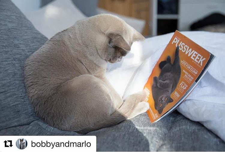 Pussweek Issue Four